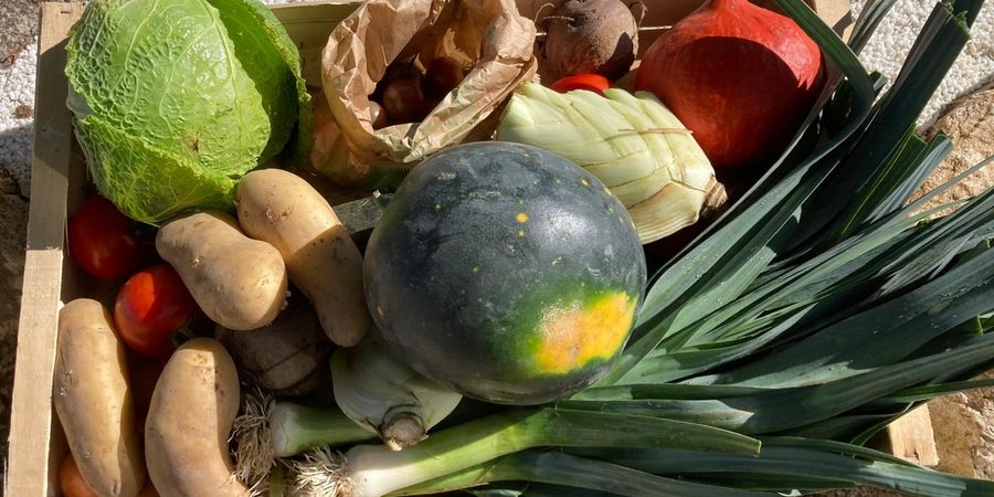 Caisse de légumes récoltés : chou, courges, poireaux, pommes de terre