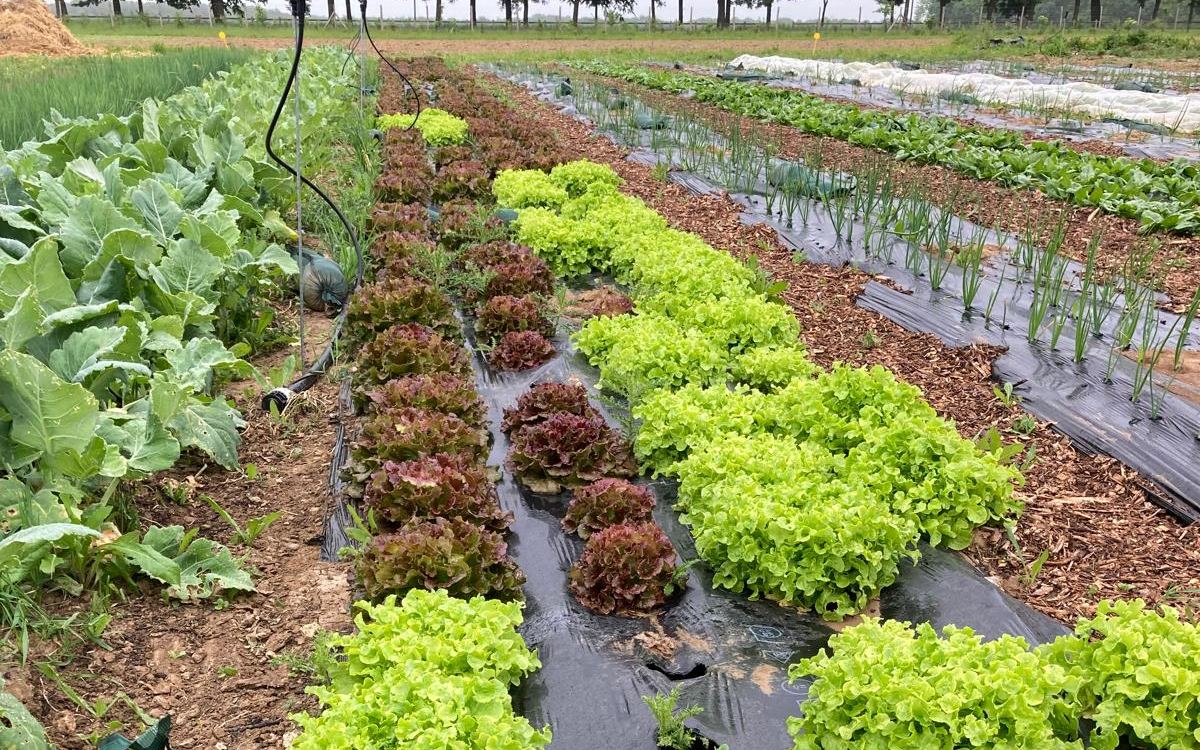 Planches de salades, oignons et choux en maraîchage biologique