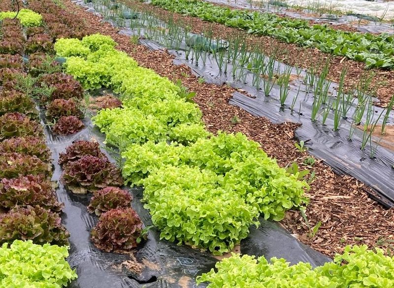 Rangs de salades rouges et vertes