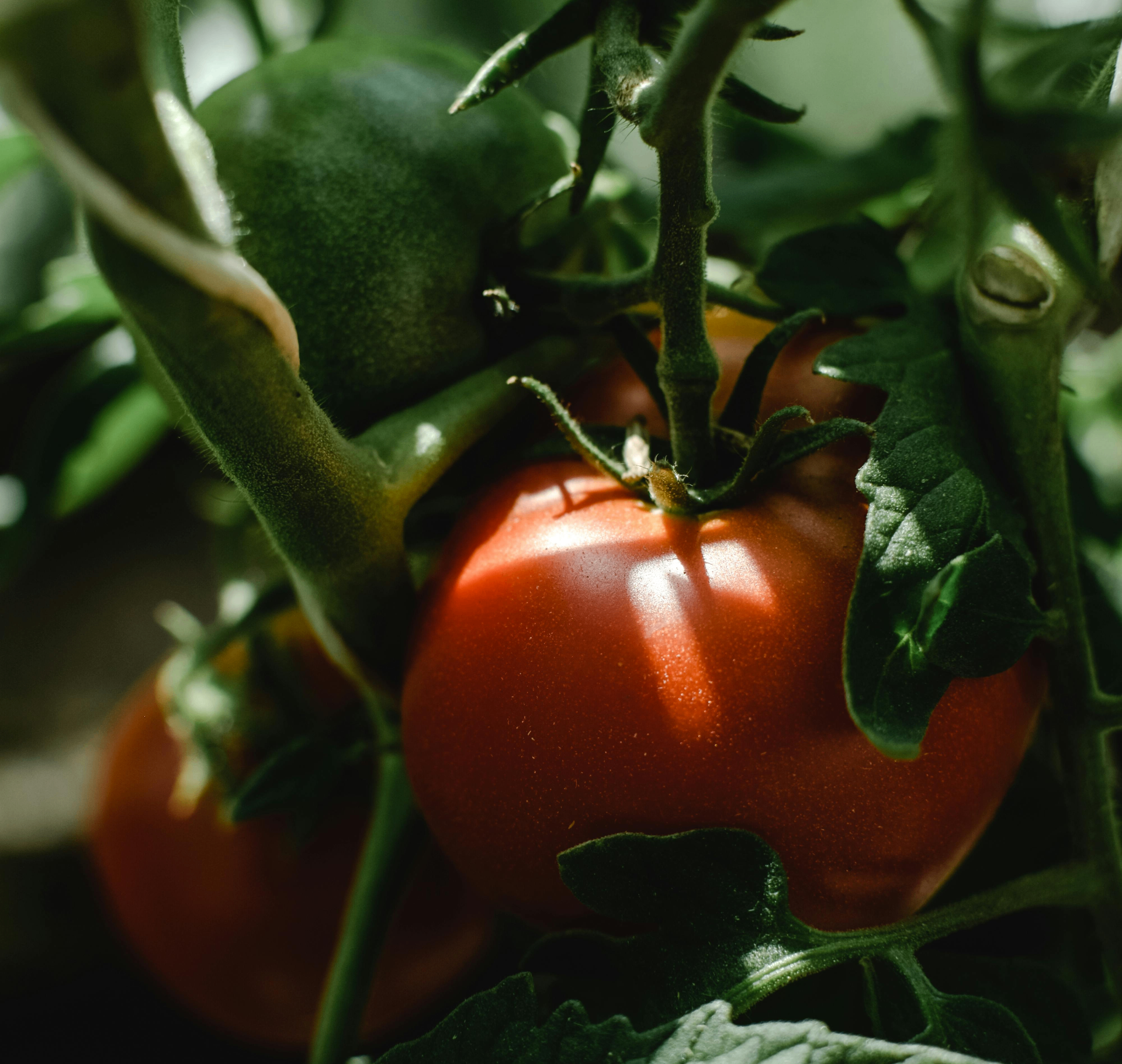 Production maraîchère bio pour restauration collective municipale