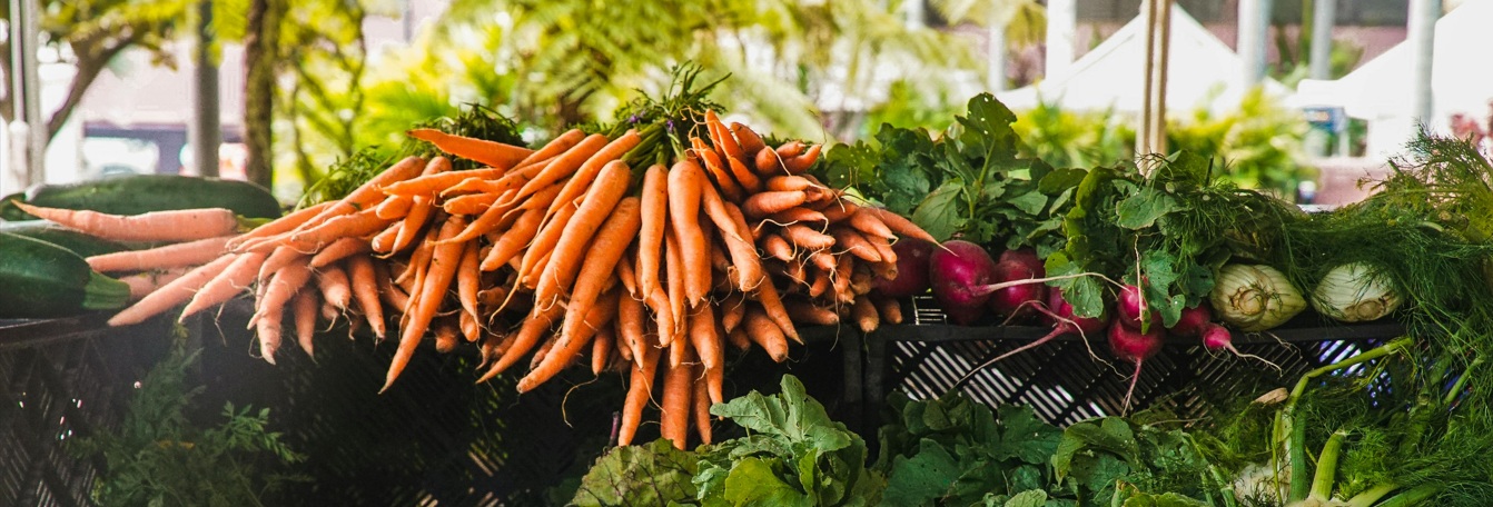 Cagettes de salades fraîchement récoltées prêtes à être livrées en cuisine centrale