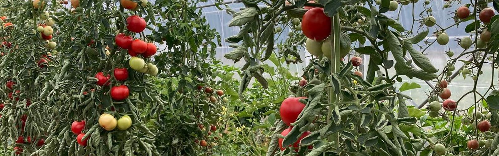 Tomates rouges en grappes en pleine production dans une serre maraîchère