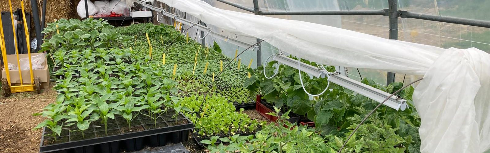 Serre tunnel avec plants de poivrons et tomates en godets prêts à repiquer